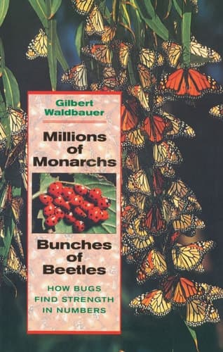 Cover of Millions of Monarchs, Bunches of Beetles How Bugs Find Strength in Numbers