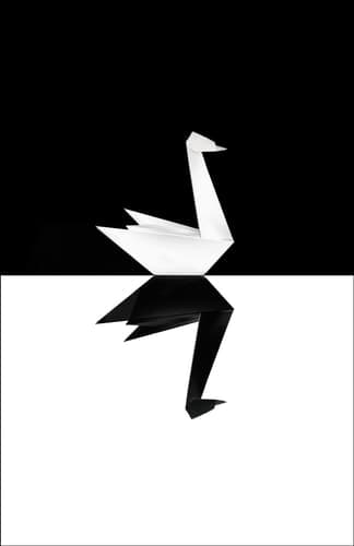 Cover of The Black Swan The Impact of the Highly Improbable