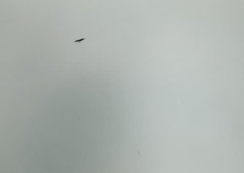 Cover of Felix Gonzalez-Torres: America