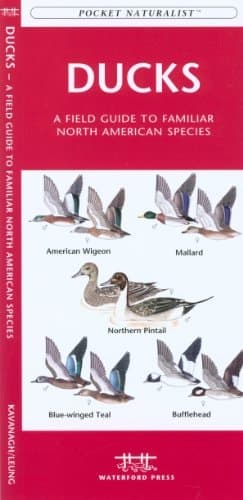 Cover of Ducks A Field Guide to Familiar North American Species