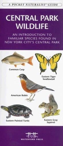 Cover of Central Park Wildlife An Introduction to Familiar Species Found in New York City's Central Park