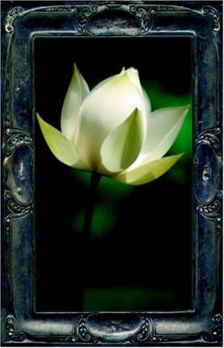 Cover of Letting the Lotus Bloom